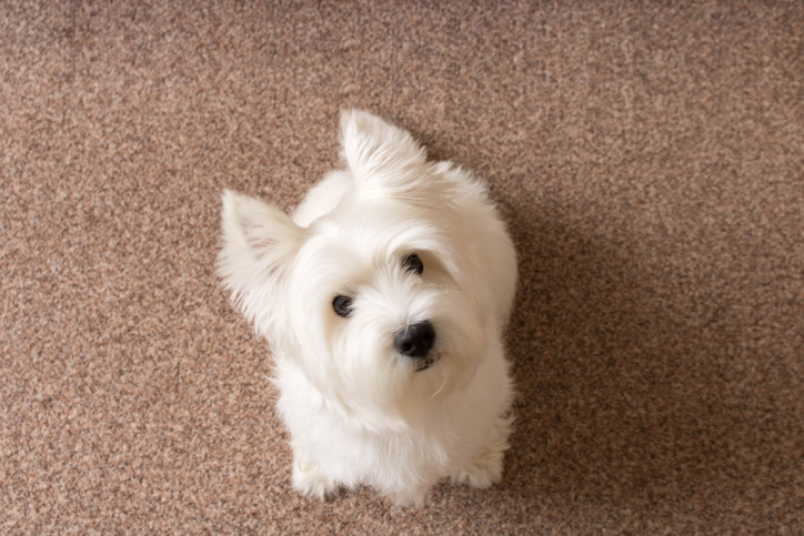 Odor removal by Cowell's Carpet Cleaning, Inc.