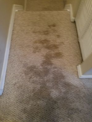 Before & After Carpet Stain Removal in Hollywood, FL (1)