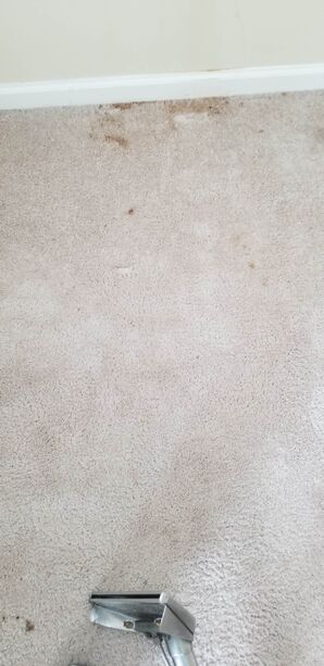 Before & After Carpet Cleaning & Sanitizing in Cooper City, FL (1)