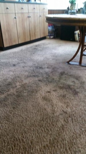 before carpet cleaning cowell