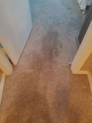 Before & After Carpet Stain Removal in Hollywood, FL (3)